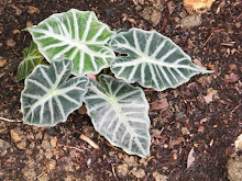 ALOCASIA