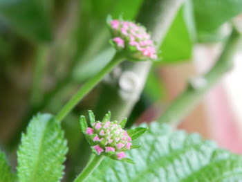 LANTANA CAMARA