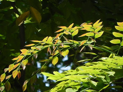my GRdening frenzY ERYTHROPHLEUM GUINEENSE