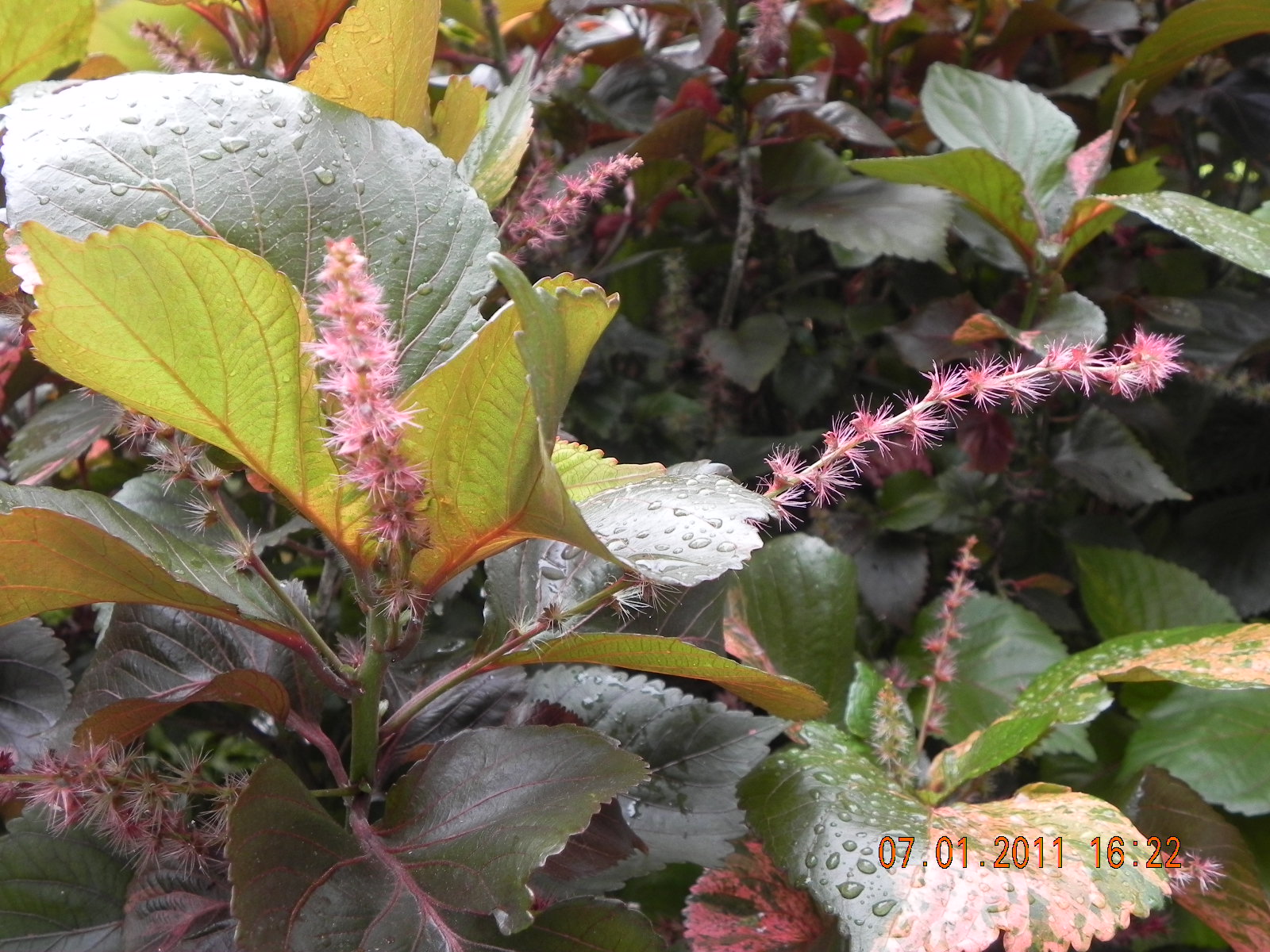 my G@Rdening frenzY: ACALYPHA WILKESIANA