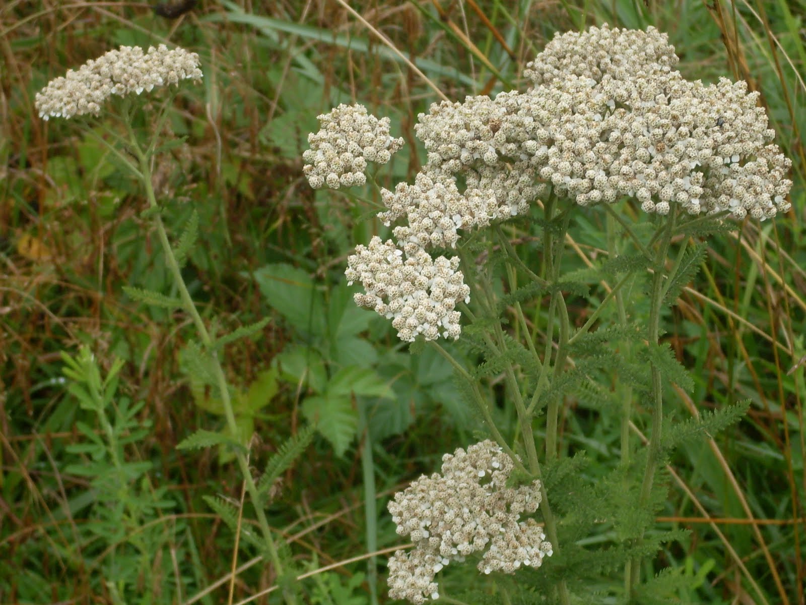Wild Plant Blog: Yarrow is About to Bloom