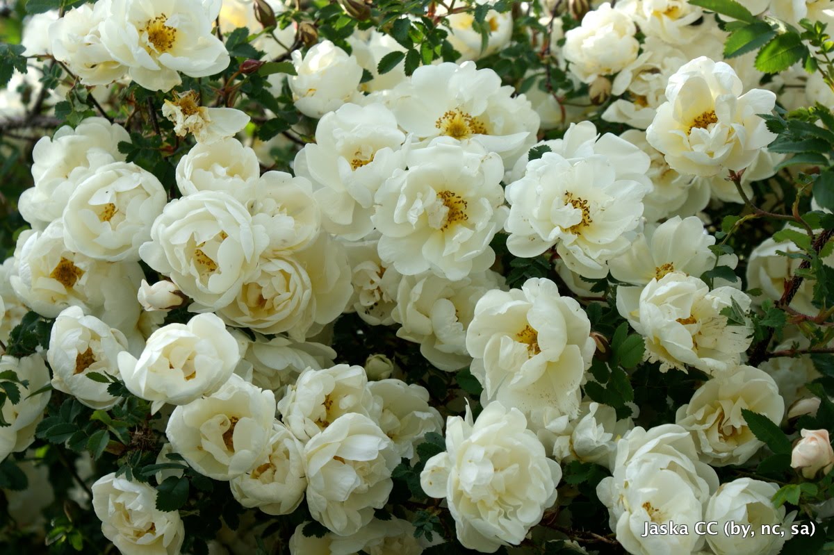 jaskan-puutarha-jaska-s-garden-juhannus-midsommar