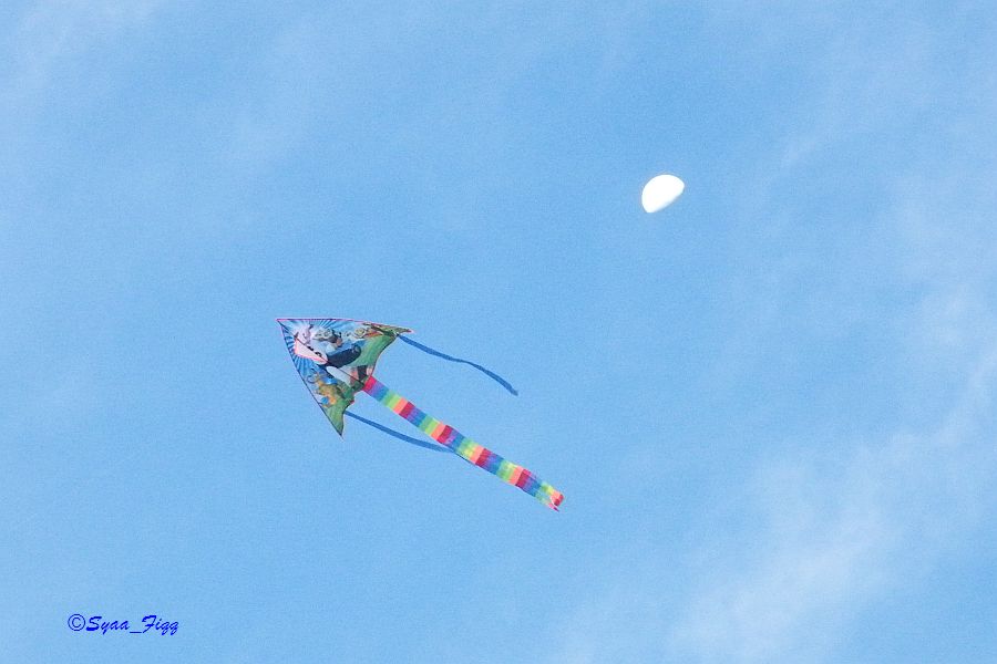 [kites+4.jpg]