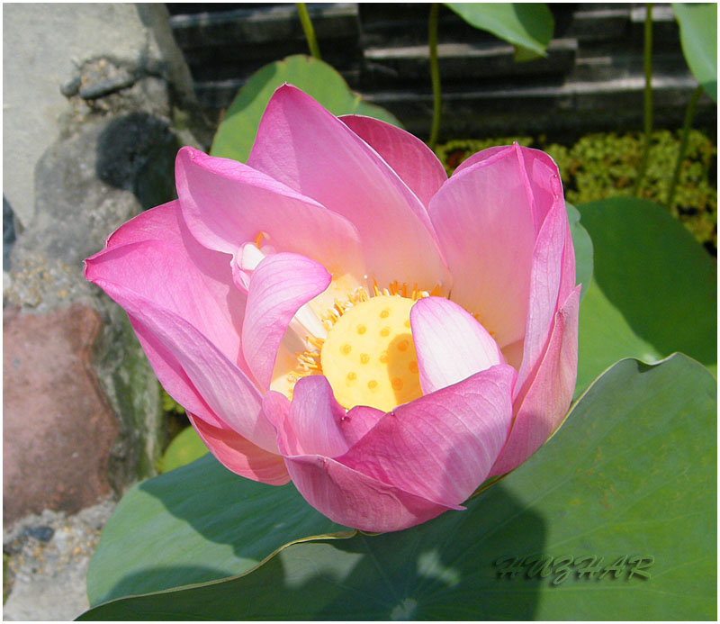 [Lotus+Flower+wide.jpg]