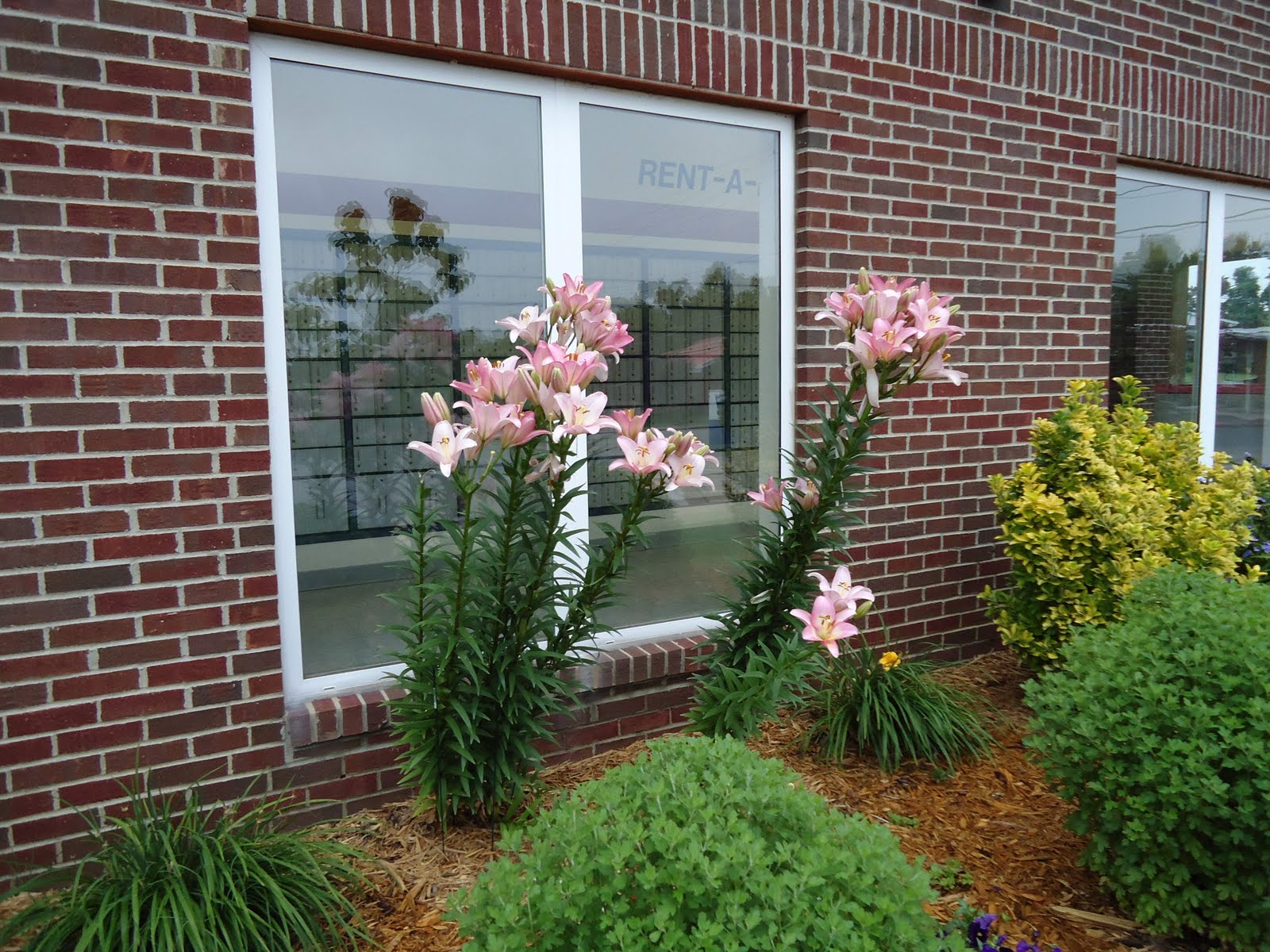 EARTH ALIVE AND BEAUTIFUL by Jason Awesome Flowers Photo by Susan