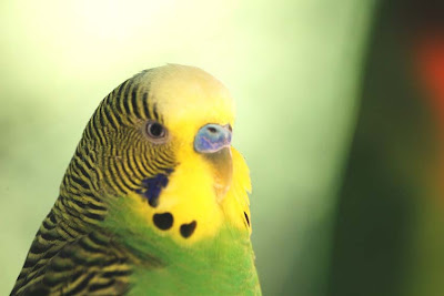 green-budgie-face.jpg