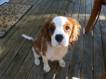 Roxy after swimming