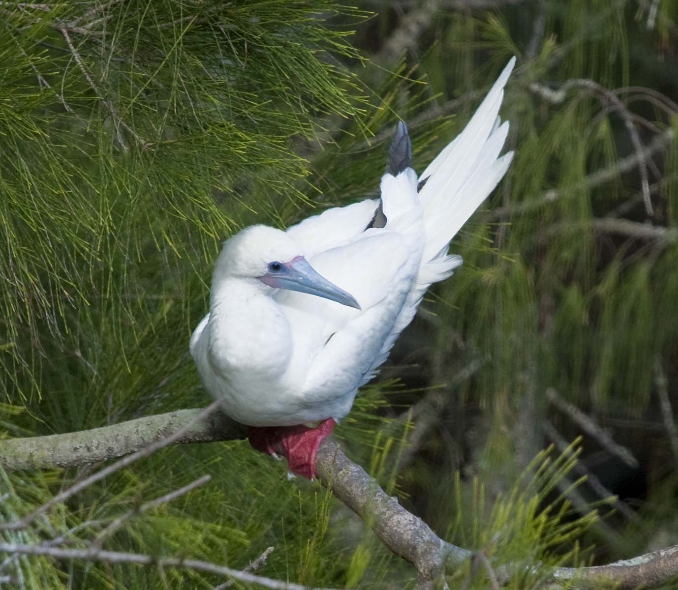 Alasdair Turner Photography Some Birds of Kauai.