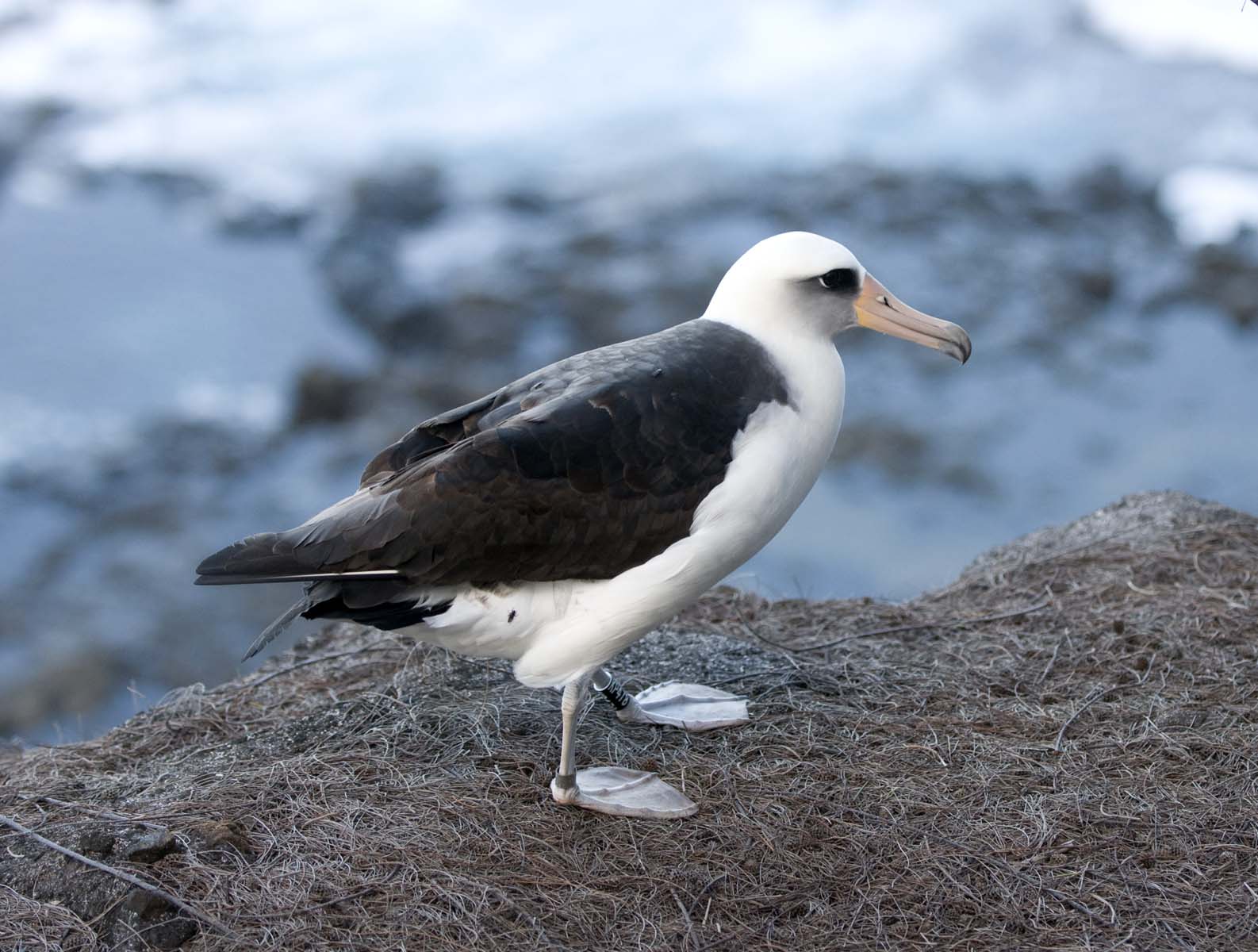Alasdair Turner Photography Some Birds of Kauai.