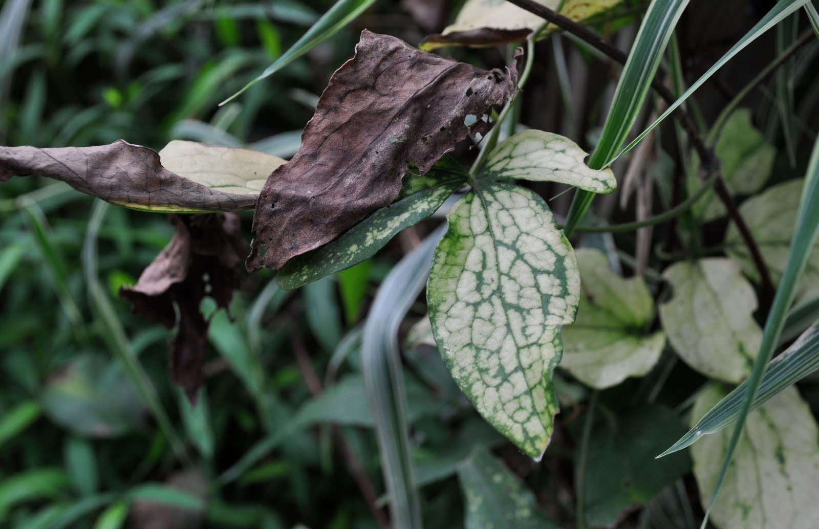 Clematis Leaves Turning Brown And Crispy What Plant Owners Need to