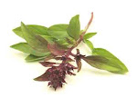 Thai Basil