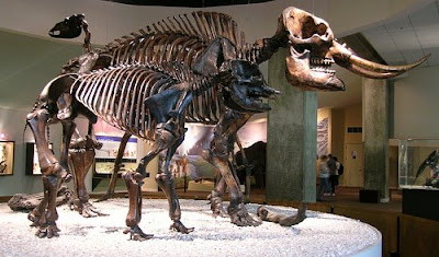 Mastodon skeletons in museum