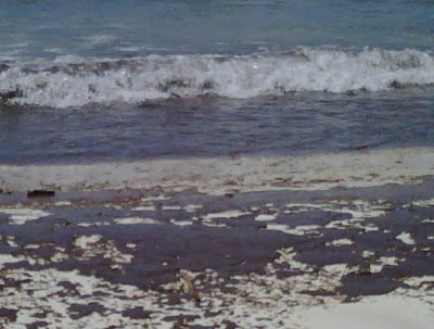 oil soaked beach