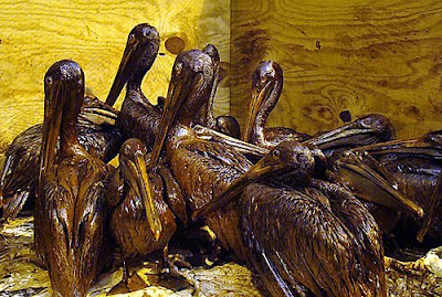 oil soaked pelicans