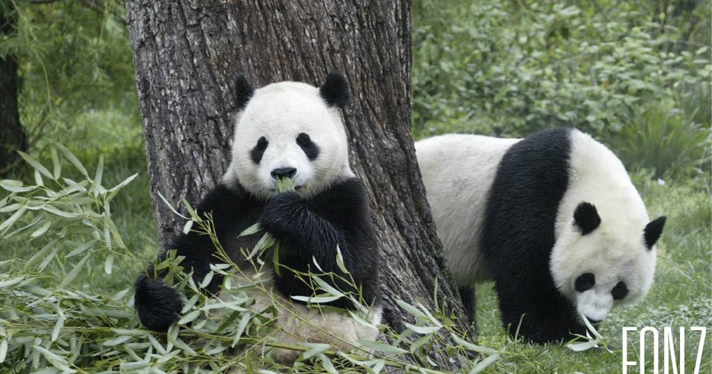 Oso panda en peligro de extincion