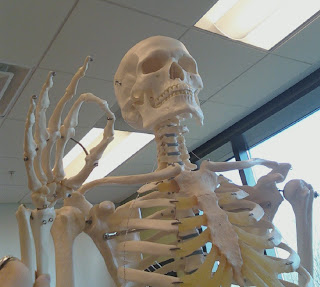 Spontaneous Photos (AMPERSAND) Word Vomit: My Skeleton Approves