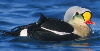 Eider real Somateria spectabilis