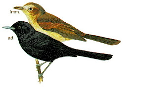 Fatuhiva monarch