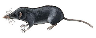 endangered shrews