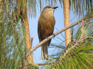birro de Santa Marta Myiotheretes pernix aves en extincion Colombia