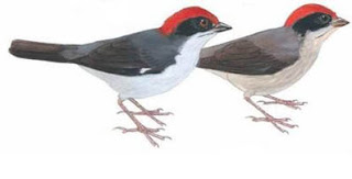 gorrion montes paisa Atlatepes blancae aves de Colombia en peligro de extincion