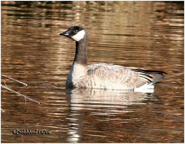 Tierra de patos Barnacla de Hutchins (Branta hutchinsii)