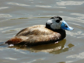 Pato de cabeza blanca Oxyura leucocephala