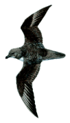 Petrel magenta Pterodroma magentae en extincion
