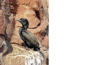 cormoran del bajio Phalacrocorax neglectus african extinct birds