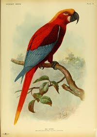 Ara de Jamaica aves extintas de Jamaica Ara gossei