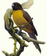 Perico raiatea Cyanoramphus ulietanus