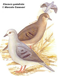 Purple winged ground dove