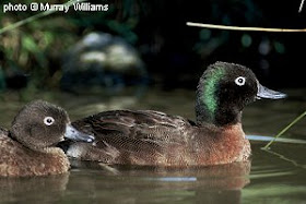 cerceta de Campbell Anas nesiotis aves extintas de Nueva Zelanda
