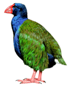 Takahe Porphyrio hochstetteri