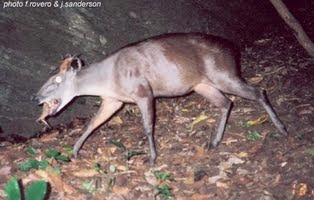 mamíferos de Tanzania en peligro de extincion Duiker de Abbot Cephalophus spadix