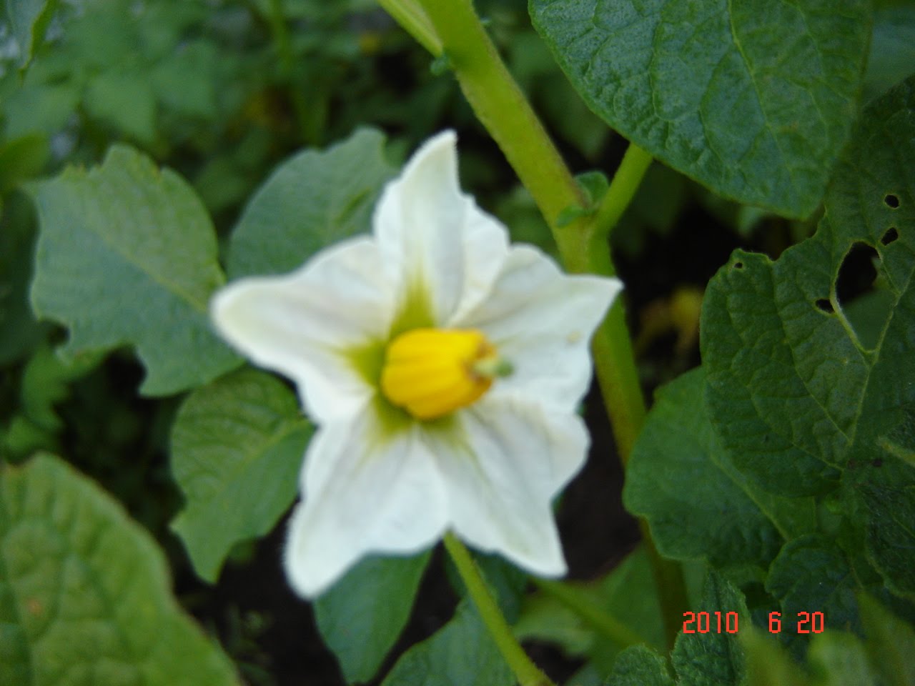 Dr.Kim's Holistic Healing Happy Potato Flower