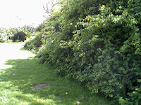 The Inter-faith grove, Western Park, Leicester