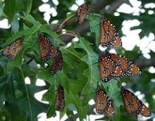 Flutter of Queen Butterflies