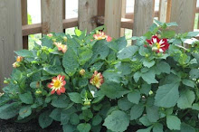 Dahlias for dyeing