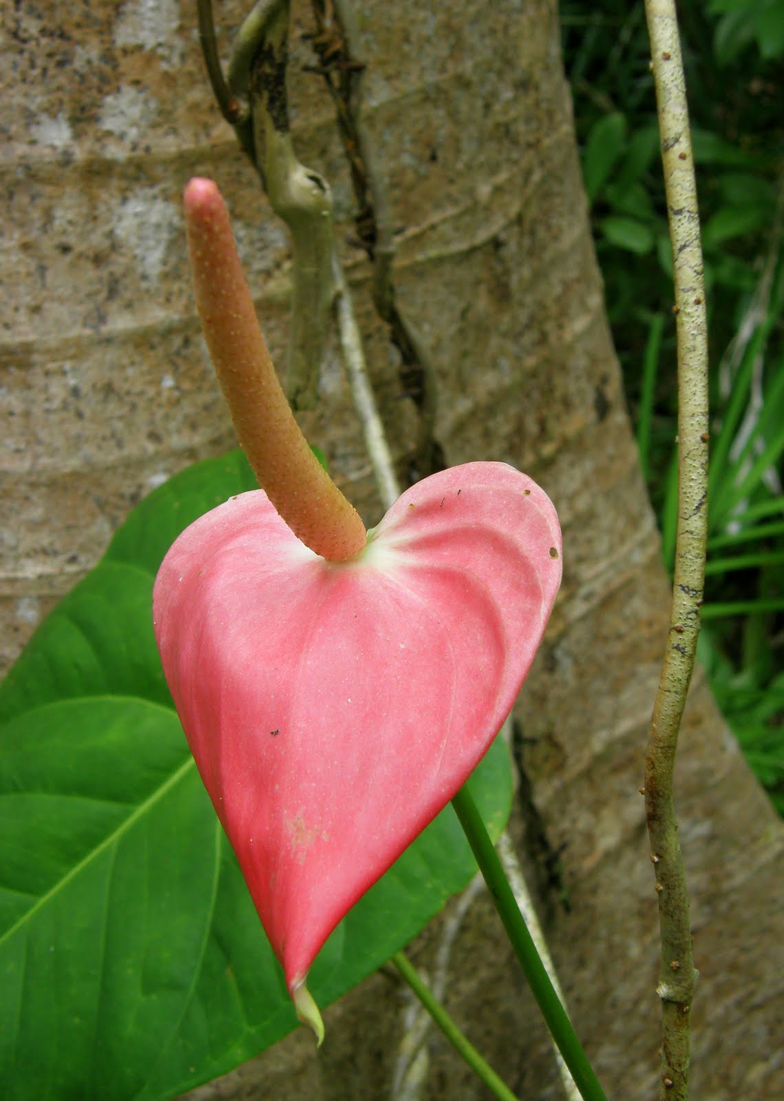 A Bajan Tour Girl Exploring Barbados Flower Forest Barbados A Lush