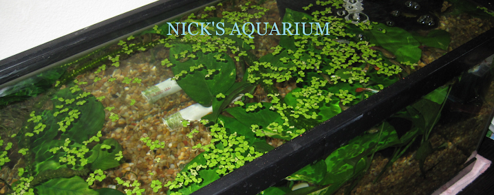 Nick's Aquarium