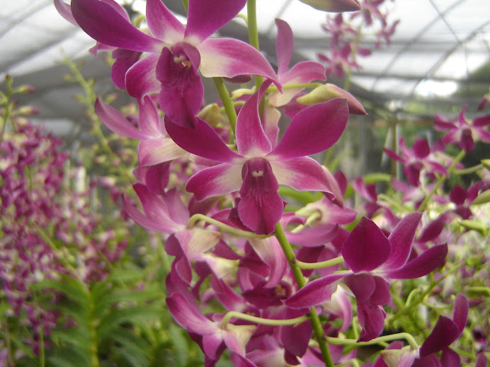 Dendrobium Purple hybrid