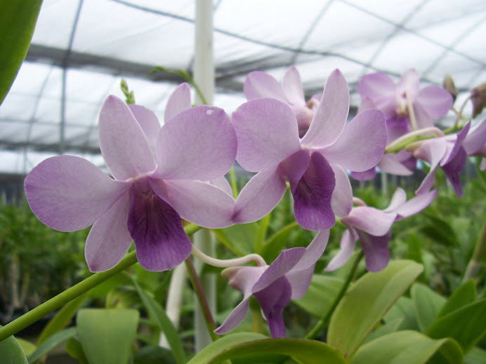 Dendrobium Tropic House Blue