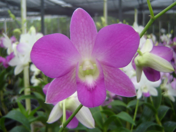 Dendrobium Neolyte