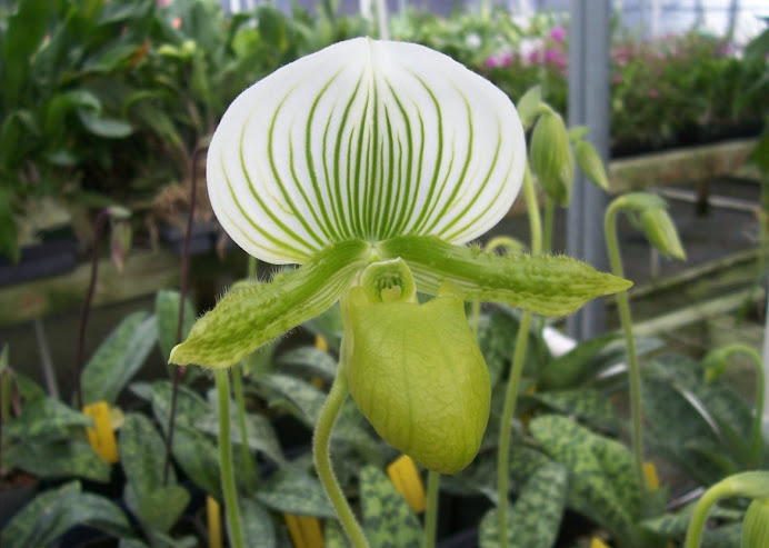 Paph. Maudiae hybrid