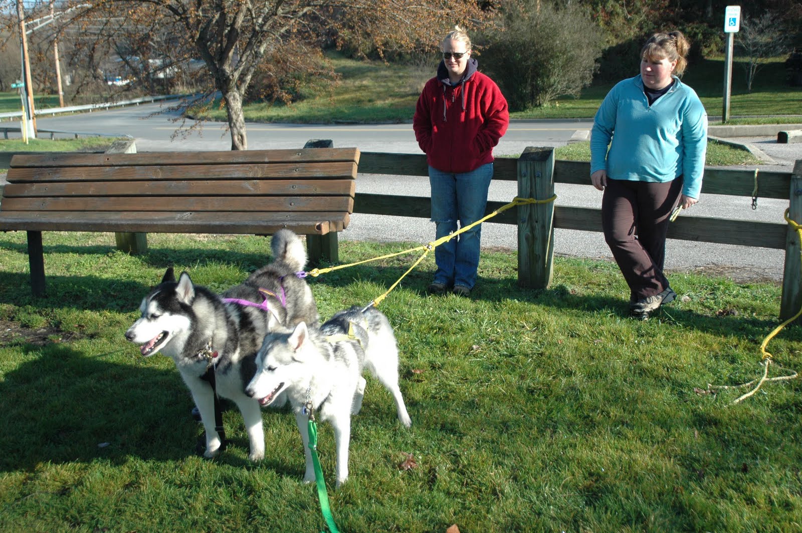 Maryland Sled Dog Adventures LLC Training Your Dog to Pull Run What