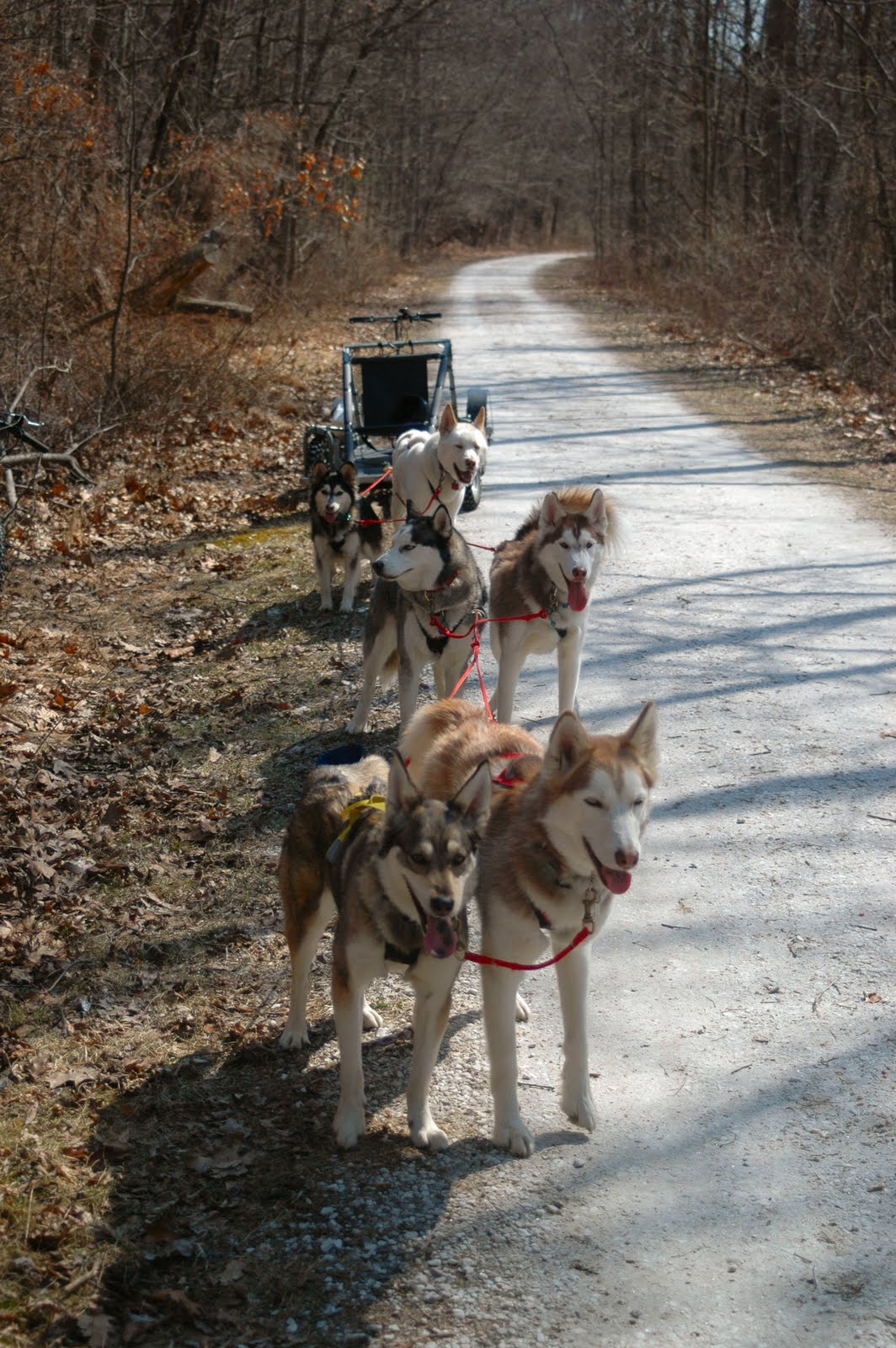 Maryland Sled Dog Adventures LLC Training Your Dog to Pull Run What