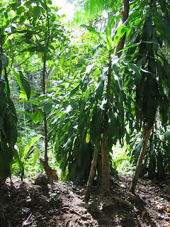 Manuel Antonio Park Costa Rica