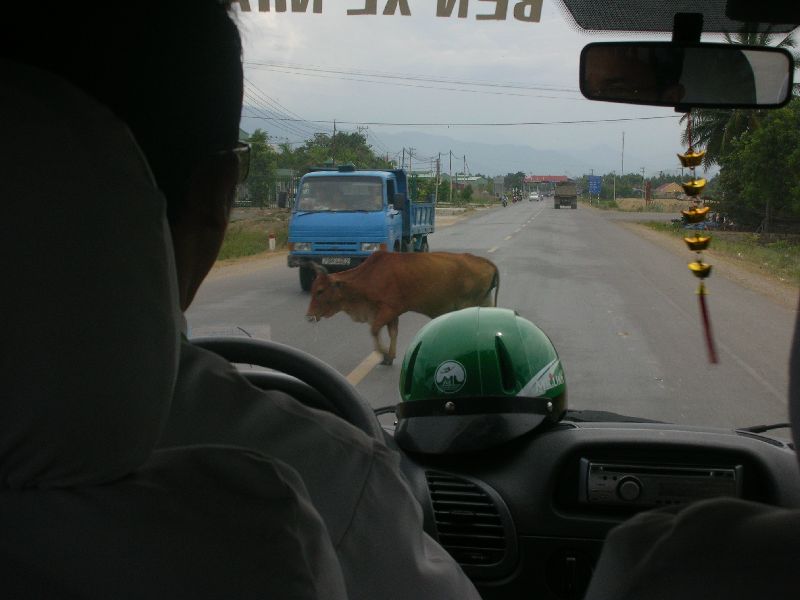 [Cow+crossing+road.jpg]