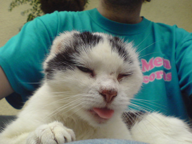 Cats With No Ears: Cat with no ears #3